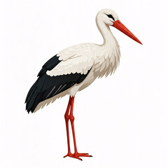 white stork bird illustration on white background