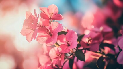 Pink Bougainvillea bloom