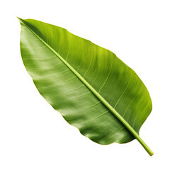 Fototapeta premium A large green banana leaf resting on a transparent background showcasing its natural texture and vibrant color