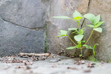 Resilient Plant Growing in Stone Wall Crack