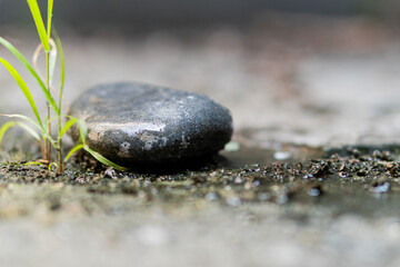 Close-Up of a Stone with Grass on Wet Ground