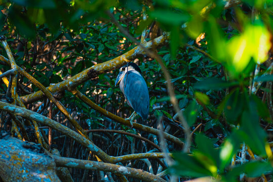 Garza pico de cucharon en la reserva de la Biosfera R&iacute;a Celest&uacute;n, en la pen&iacute;nsula de Yucat&aacute;n. En los Estados de Campeche y Yucat&aacute;n.