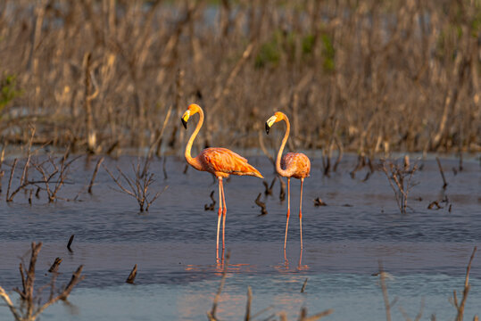 Flamencos en la reserva de la Biosfera R&iacute;a Celest&uacute;n, en la pen&iacute;nsula de Yucat&aacute;n. En los Estados de Campeche y Yucat&aacute;n.