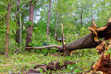 In course of hurricane, trees uprooted broken fell onto road due to strong winds