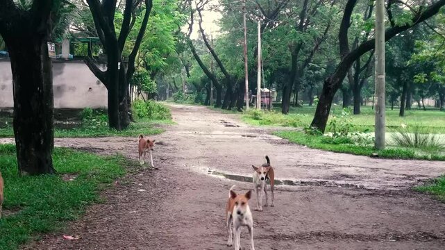 Dog Running in the feild