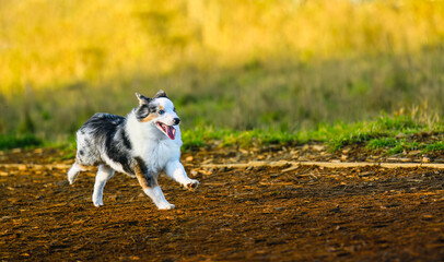 2023-12-31 A TRI COLORED AUSTRALIAN SHEPARD RUNNING ALONG A PATH WITH BRIGHT EYES AT THE OFF LEASH...