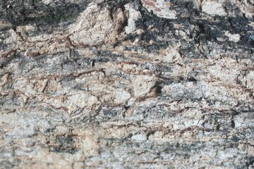 Texture of Aged Tree Bark Surface