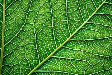 detailed texture of leaf veins for a natural touch minimalist
