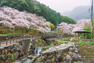 Fototapeta premium Okawachiyama village park with cascading water and pink sakura tunnel