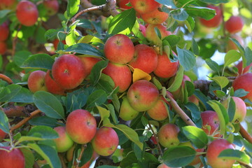 apple and apple harvest