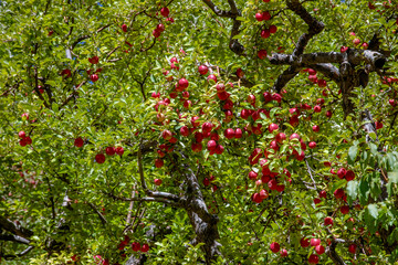 apple and apple harvest