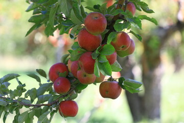 apple and apple harvest