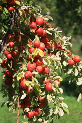 apple and apple harvest