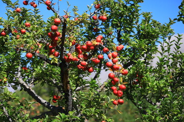 apple and apple harvest