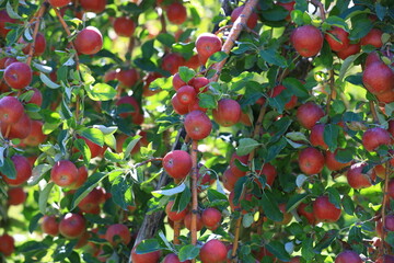 apple and apple harvest