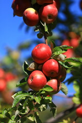 apple and apple harvest