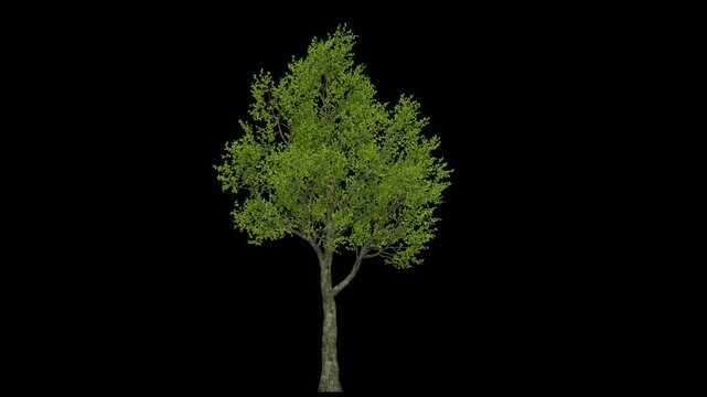 3D tree animation with moving leaves as the wind blows, with alpha channel