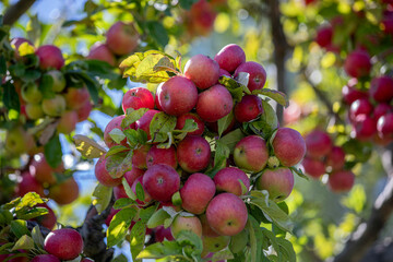 apple and apple harvest