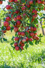 apple and apple harvest
