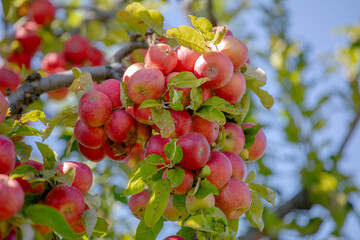 apple and apple harvest