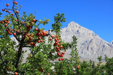 apple and apple harvest