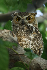 great horned owl on the branch of a green tree looking into the camera