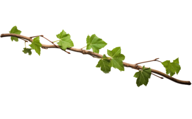 A green vine branch with vibrant leaves isolated on a transparent background