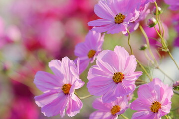 満開のピンクのコスモスのクローズアップ