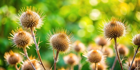 Obraz premium Dry prickly grass on a background of fresh greenery