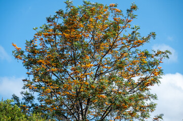 Silky Oak tree