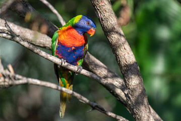 Rainbow lorikeet in a tree