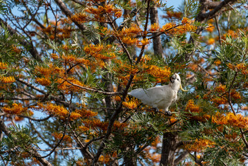 Sulphur Crested Cockatoo in a Silky Oak tree