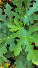 Green leaves like papaya tree leaves, with lighting from the sun, grow well
