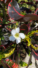 Various colors of croton ornamental plants grow for decorative ornaments
