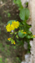 Small yellow flowers, blooming beautifully, grow wildly
