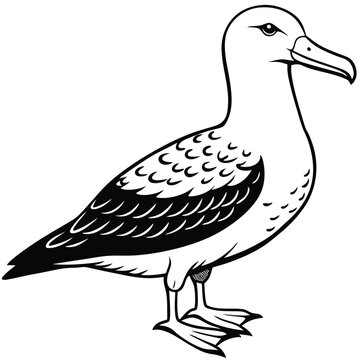 recommend clip art: Cute Albatross Birds Vector Art.