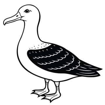 recommend clip art: Cute Albatross Birds Vector Art.