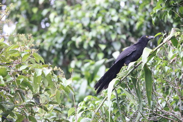 Biak coucal (Centropus chalybeus) is a species of cuckoo in the family Cuculidae. It is endemic to West Papua, Indonesia.