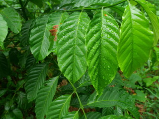 The shiny surface of the leaf just spring, Green bush leaf of young Robusta coffee tree planted with water drops, Freshness of plants after rain fall