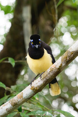 Pompom jay in the brasilian forest. High quality photo