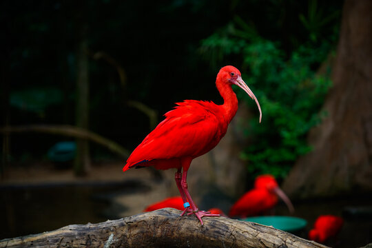 Red ibis on the trunk. High quality photo