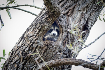 Raccoon In The Hiding Place Of A Cave In The Tree