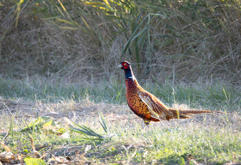 Pheasant (Phasianus colchicus)on the meadow