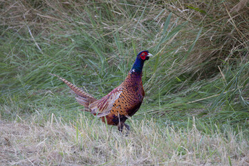 Pheasant (Phasianus colchicus)on the meadow