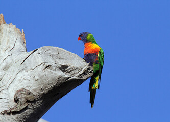 Rainbow Lorikeet parrot bird perched on a weathered tree against a clear blue sky