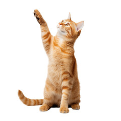 Fototapeta na wymiar Playful orange cat reaching up in a bright studio setting