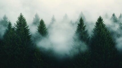 Fototapeta premium Misty pine forest landscape