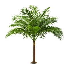 Obraz premium Lush green palm tree with vibrant foliage set against a clean transparent background