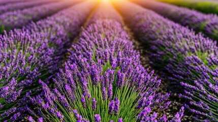 Obraz premium Vibrant lavender field with sun rays