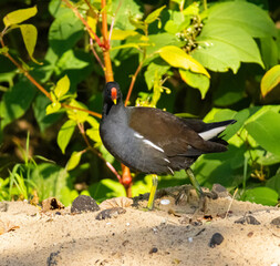 bird, tier, natur, wild lebende tiere, gras, wasser, henne, wild,teichralle